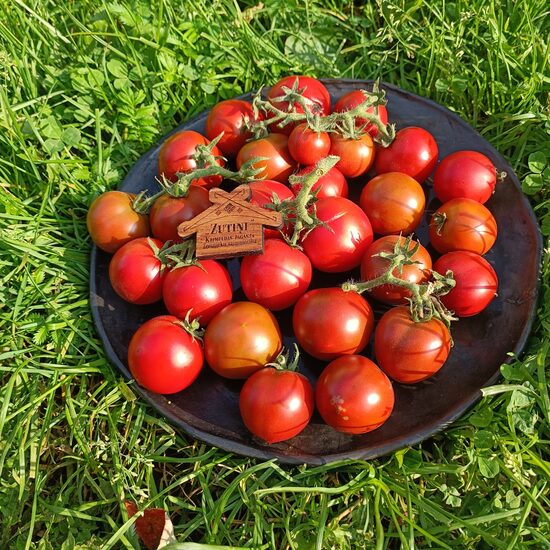 Dwarf Bundaberg Rumball ( 10 tomātu sēklas)